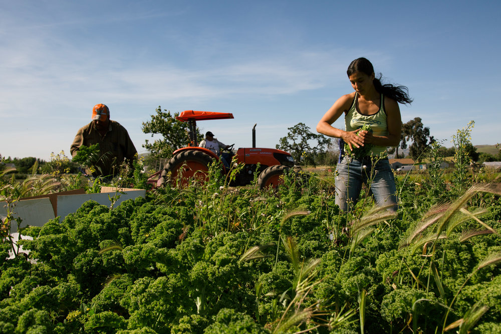 Dem. NC Governor Signs Anti-Farmworker Union Bill, Opening Door to More Attacks