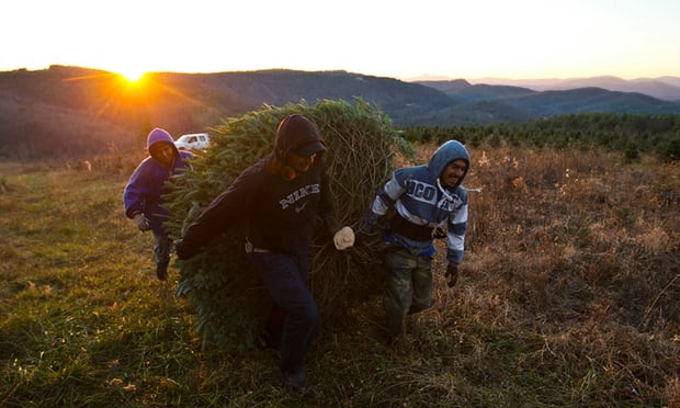 North Carolina Christmas tree cutters' labor fight shines light on holiday season's forgotten workers