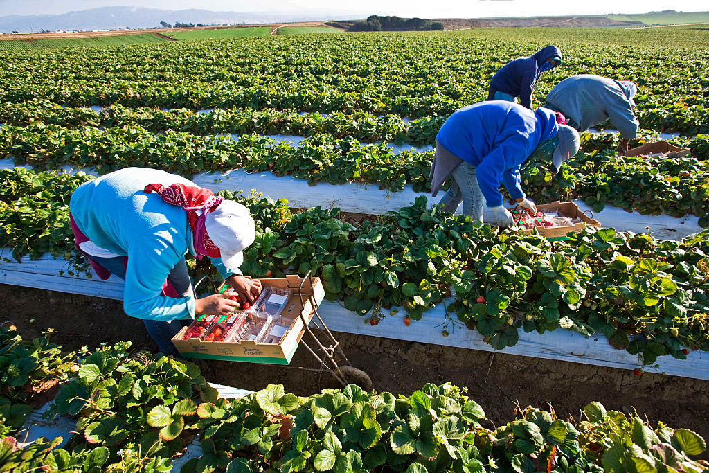 Oregon Farmworker Dies in 104-Degree Heat - Elizabeth, NC Public Employees Strike - Sacramento Jack in the Box Workers Walk Out Over No A/C